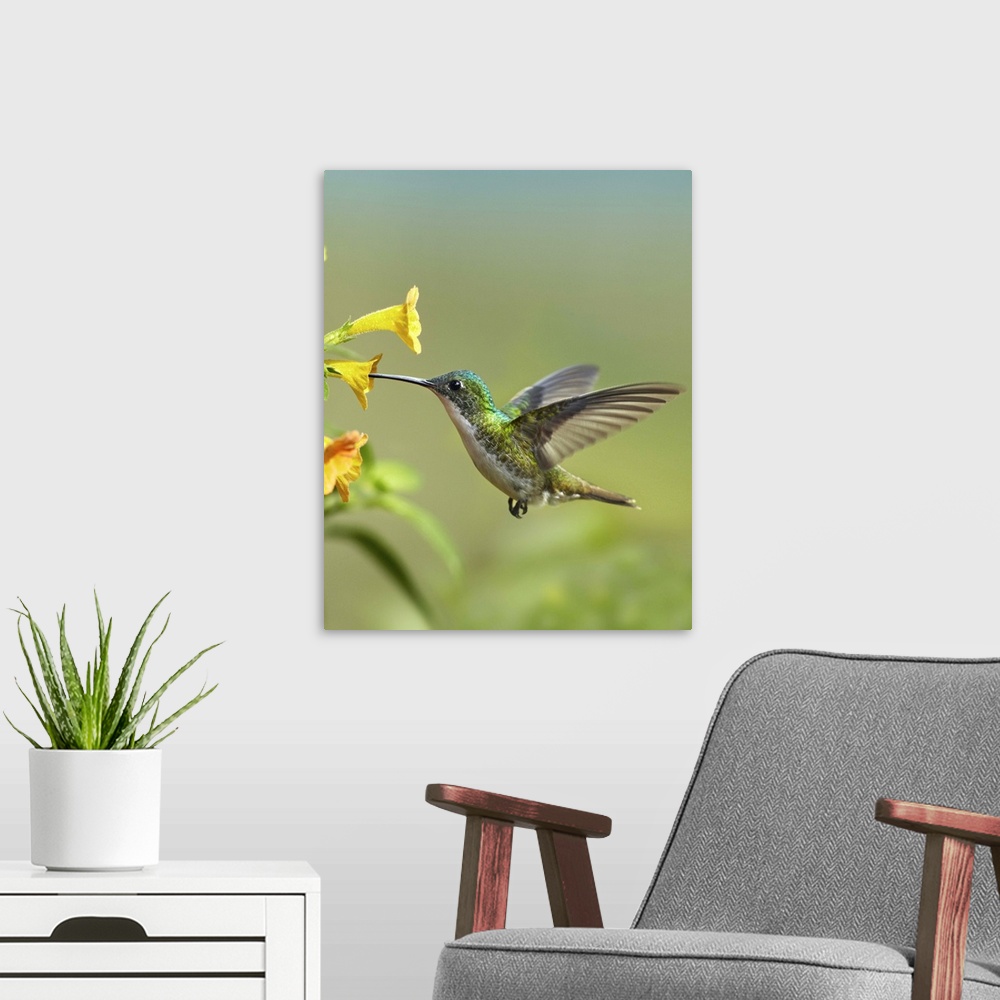 A modern room featuring Andean Emerald (Amazilia franciae) hummingbird feeding on a yellow flower, Ecuador