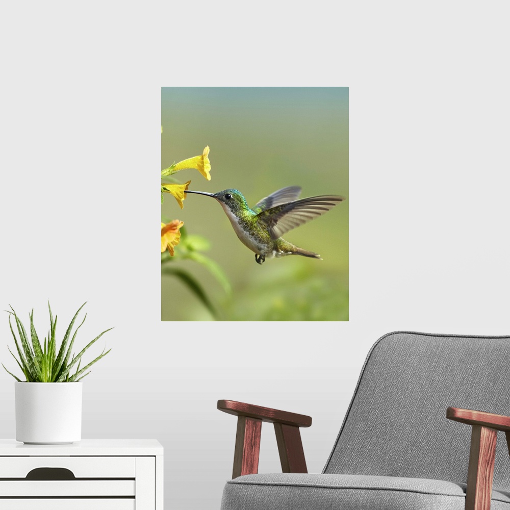 A modern room featuring Andean Emerald (Amazilia franciae) hummingbird feeding on a yellow flower, Ecuador