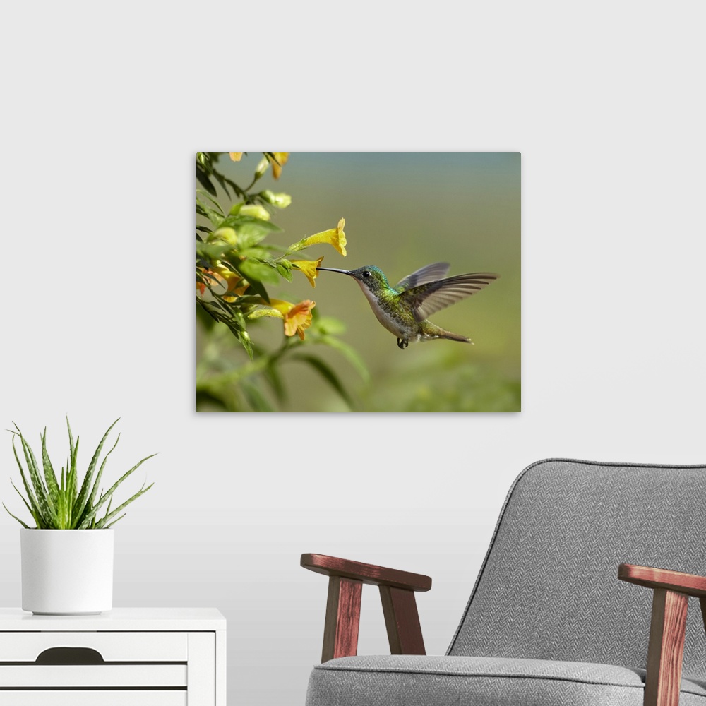 A modern room featuring Andean Emerald (Amazilia franciae) hummingbird feeling on yellow flower, Ecuador