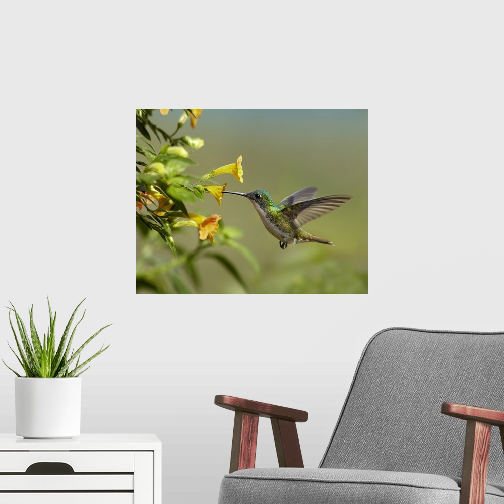 A modern room featuring Andean Emerald (Amazilia franciae) hummingbird feeling on yellow flower, Ecuador