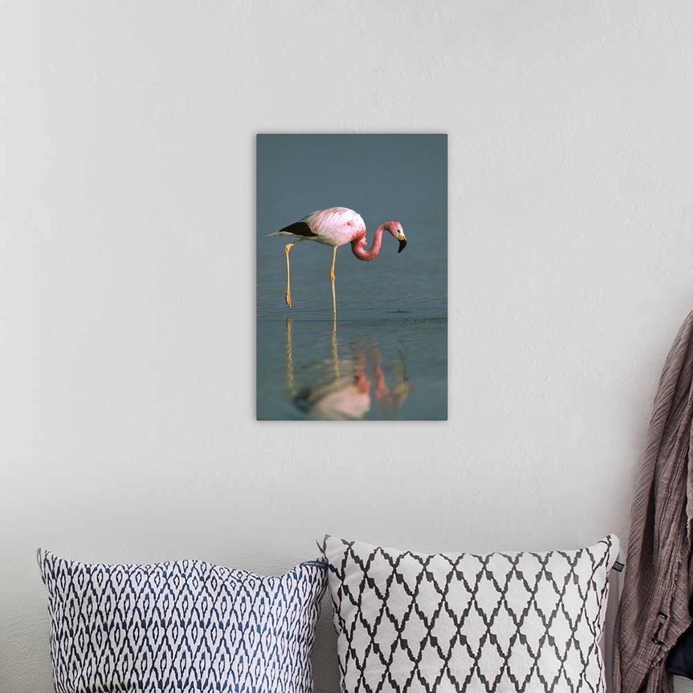 A bohemian room featuring Andean Flamingo (Phoenicopterus andinus) wading, Laguna Blanca, Eduardo Avaroa Faunistic Reserve,...