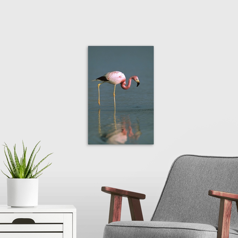 A modern room featuring Andean Flamingo (Phoenicopterus andinus) wading, Laguna Blanca, Eduardo Avaroa Faunistic Reserve,...