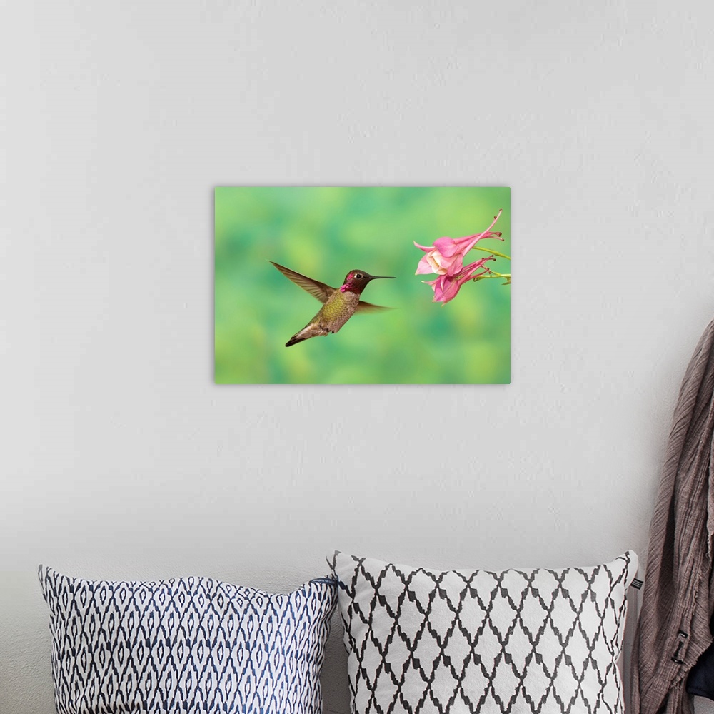 A bohemian room featuring Anna's Hummingbird feeding on flower nectar, Santa Rita Mountains, Arizona