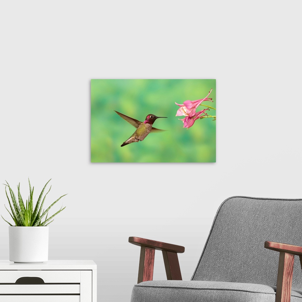 A modern room featuring Anna's Hummingbird feeding on flower nectar, Santa Rita Mountains, Arizona
