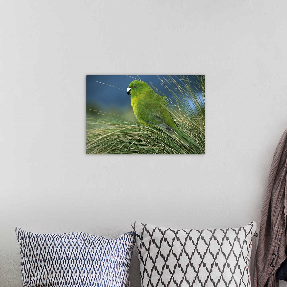 A bohemian room featuring Antipodes Parakeet (Cyanoramphus unicolor) portrait in tussock grass, Antipodes Island, New Zealand