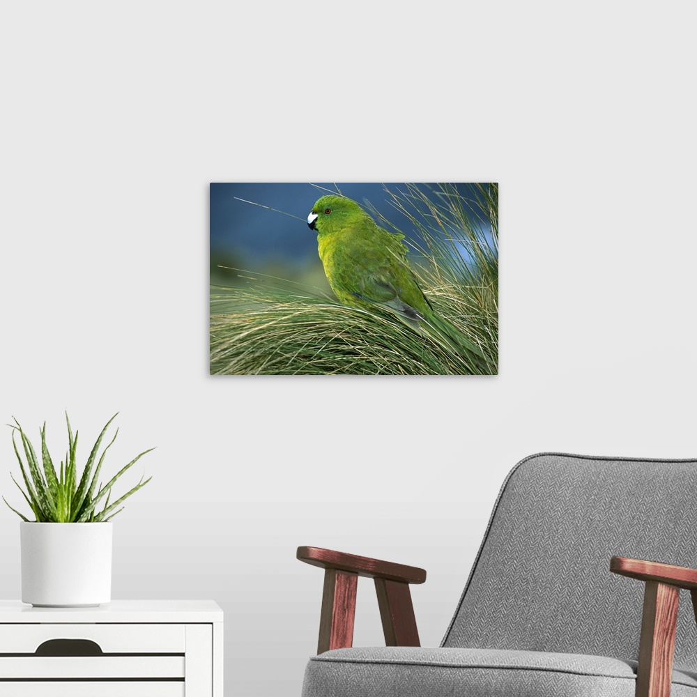 A modern room featuring Antipodes Parakeet (Cyanoramphus unicolor) portrait in tussock grass, Antipodes Island, New Zealand