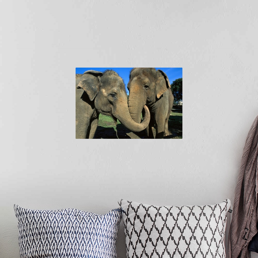 A bohemian room featuring Asian Elephant (Elephas maximus) pair with entwined trunks, native to India, Asia, Thailand and Laos
