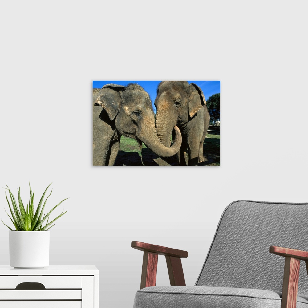 A modern room featuring Asian Elephant (Elephas maximus) pair with entwined trunks, native to India, Asia, Thailand and Laos
