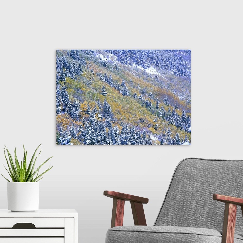 A modern room featuring Aspen and Spruce trees dusted with snow, Rocky Mountain National Park, Colorado