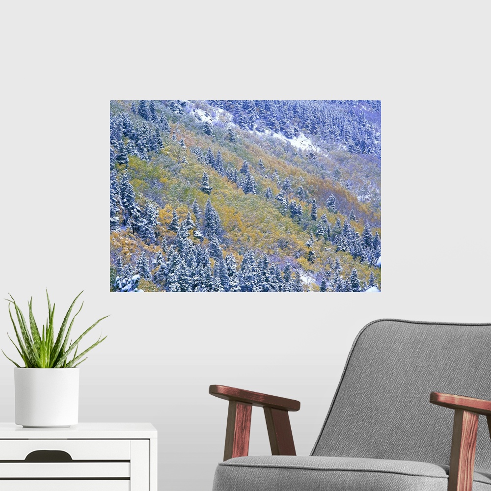 A modern room featuring Aspen and Spruce trees dusted with snow, Rocky Mountain National Park, Colorado