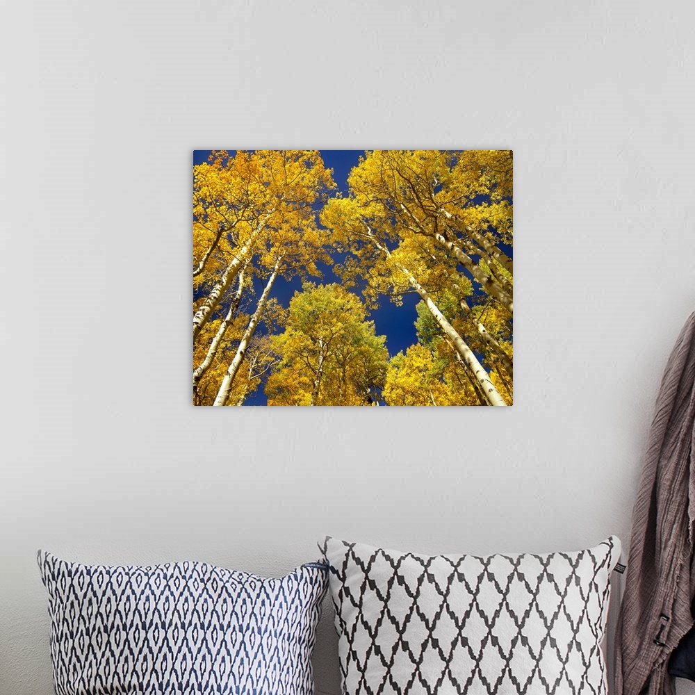 A bohemian room featuring Landscape photograph taken from a low angle of tall aspen (Populus tremuloides) grove trees with ...