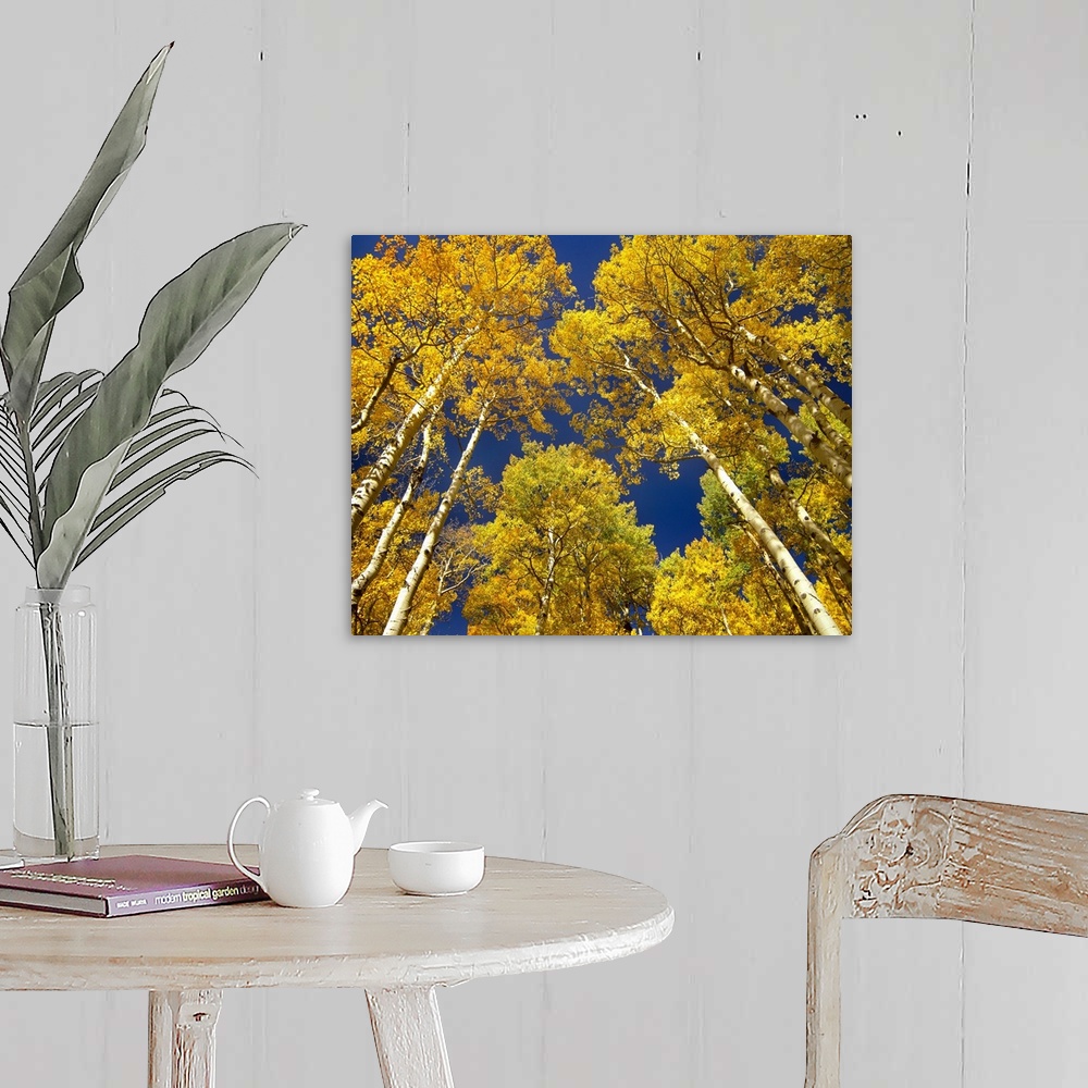A farmhouse room featuring Landscape photograph taken from a low angle of tall aspen (Populus tremuloides) grove trees with ...