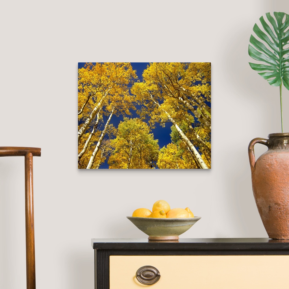 A traditional room featuring Landscape photograph taken from a low angle of tall aspen (Populus tremuloides) grove trees with ...