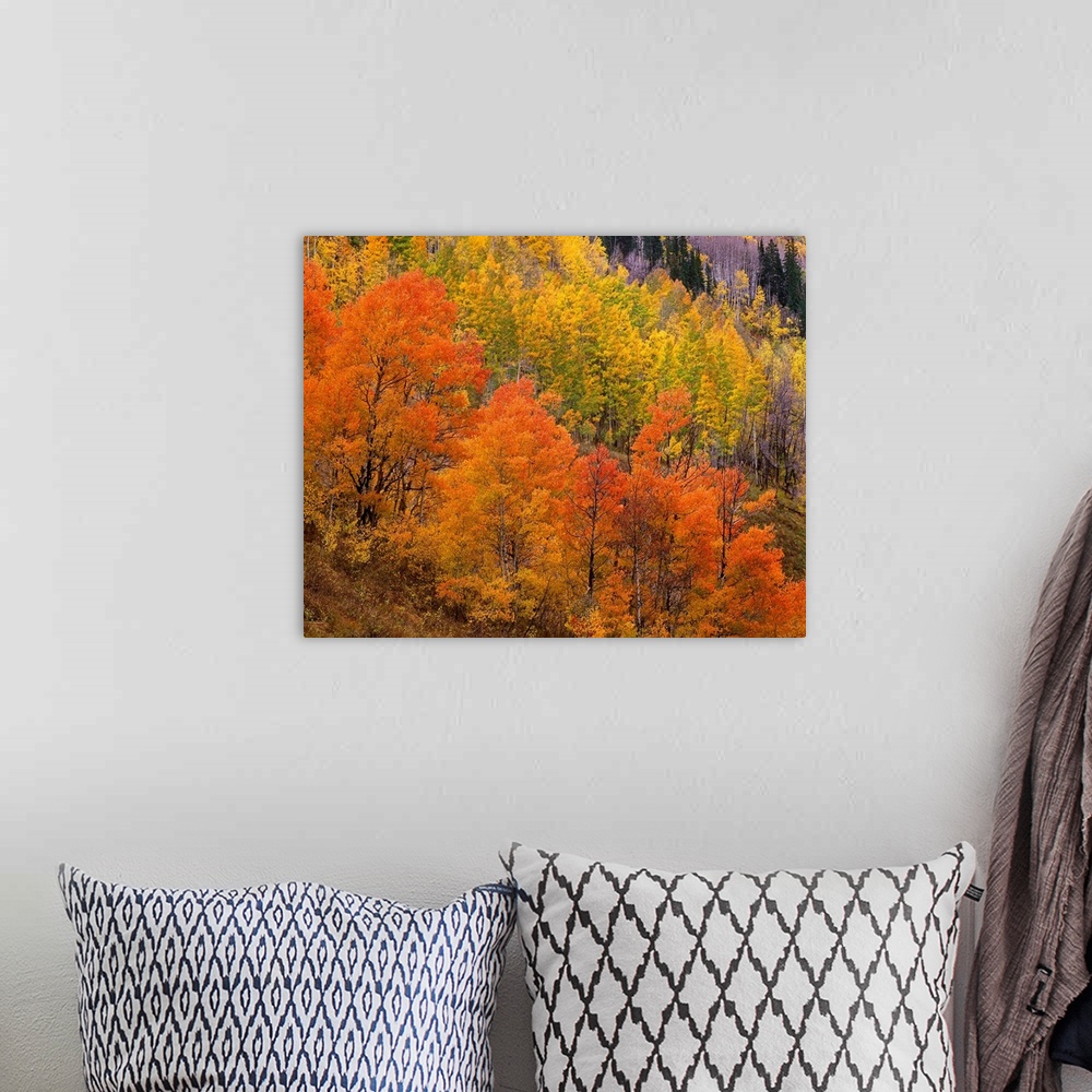 A bohemian room featuring Landscape photograph on a big wall hanging of bright fall colored trees sloped along a hillside i...
