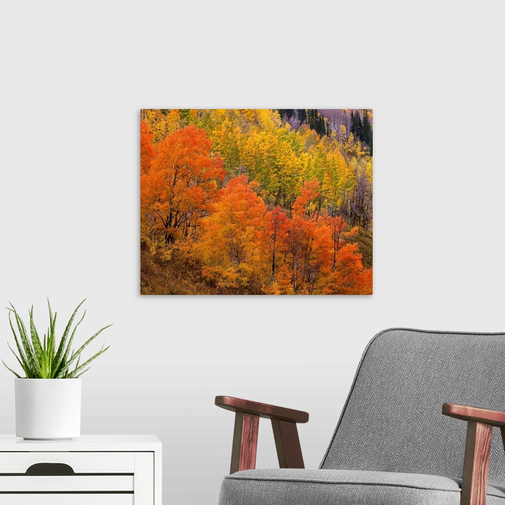 A modern room featuring Landscape photograph on a big wall hanging of bright fall colored trees sloped along a hillside i...