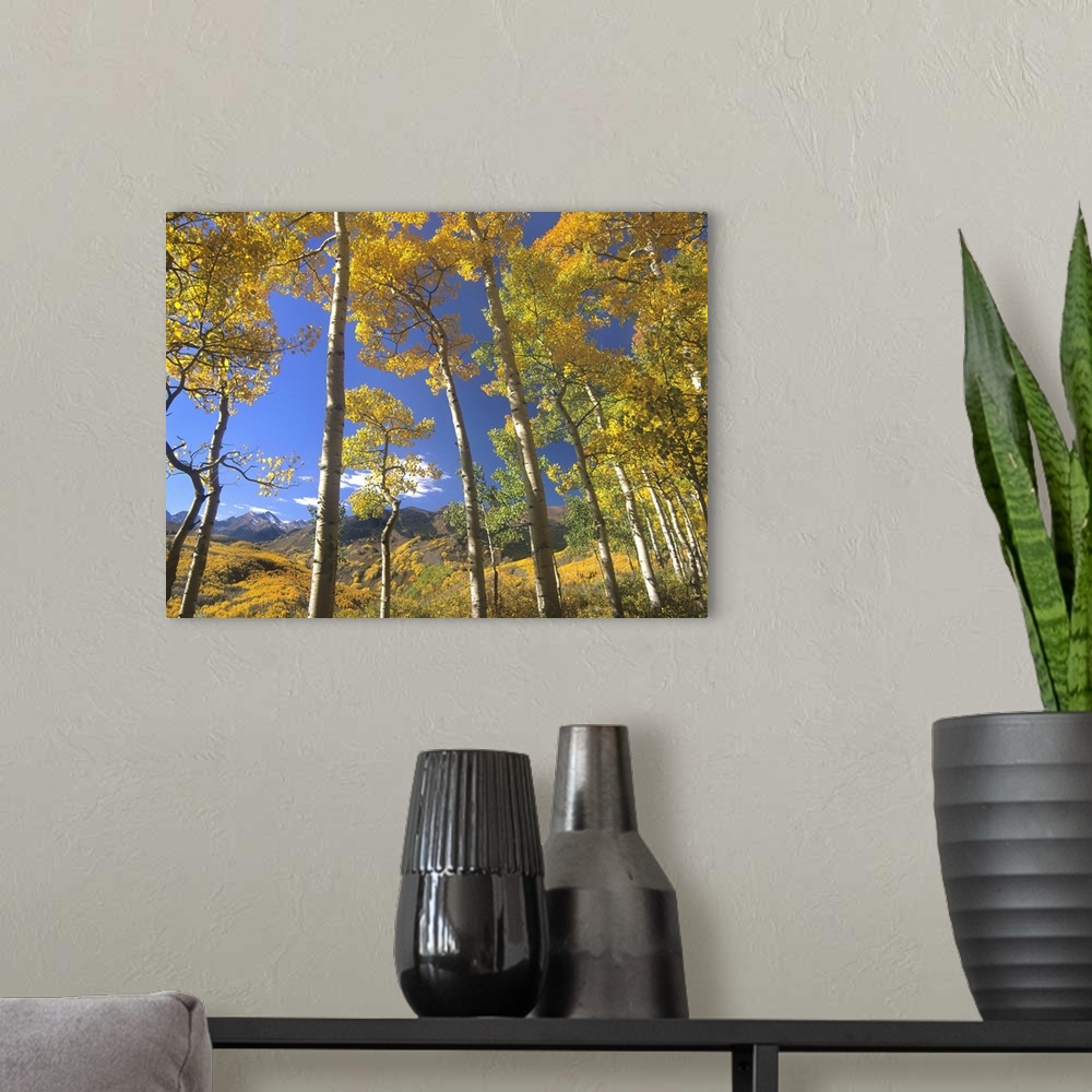 A modern room featuring Aspen in fall colors and Maroon Bells, Elk Mountains, Snowmass Wilderness, Colorado