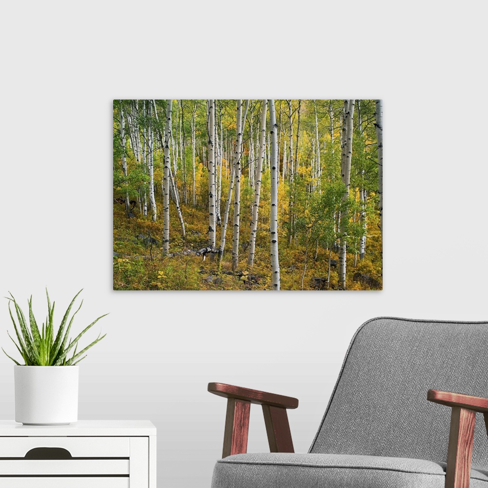 A modern room featuring Aspen (Populus tremuloides) forest, Colorado