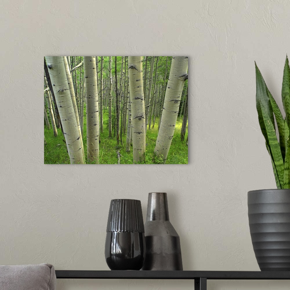 A modern room featuring Aspen (Populus tremuloides) forest in spring, Gunnison National Forest, Colorado