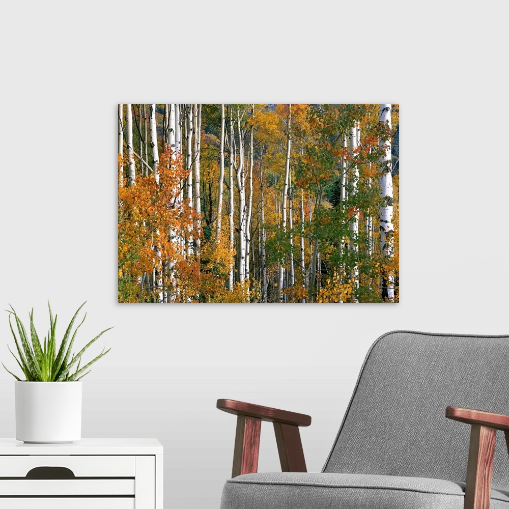 A modern room featuring Aspen trees in fall colors, Lost Lake, Gunnison National Forest, Colorado
