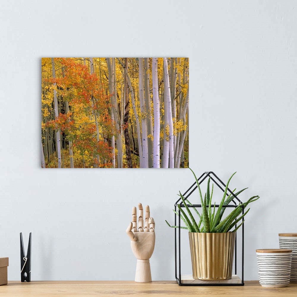 A bohemian room featuring Large photo of the colorful fall leaves in the forest at Independence Pass, Colorado.