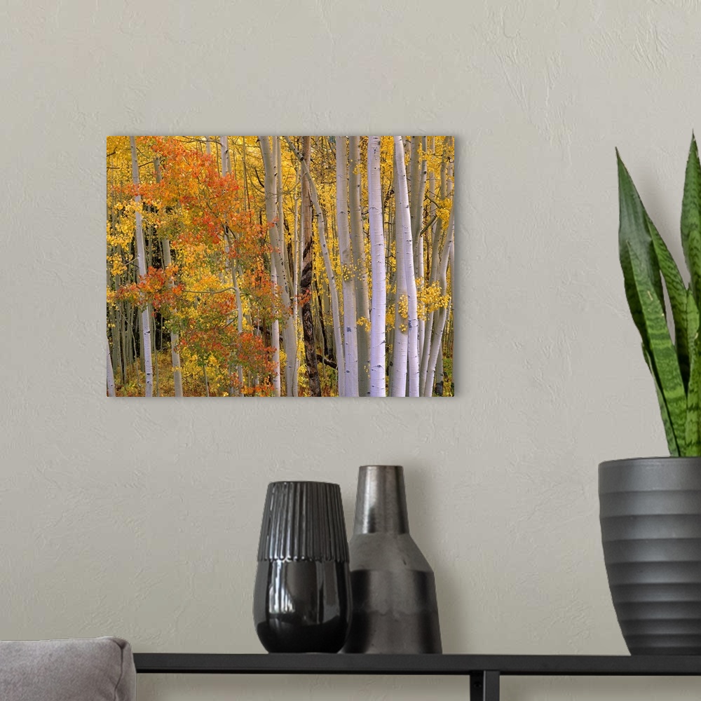 A modern room featuring Large photo of the colorful fall leaves in the forest at Independence Pass, Colorado.