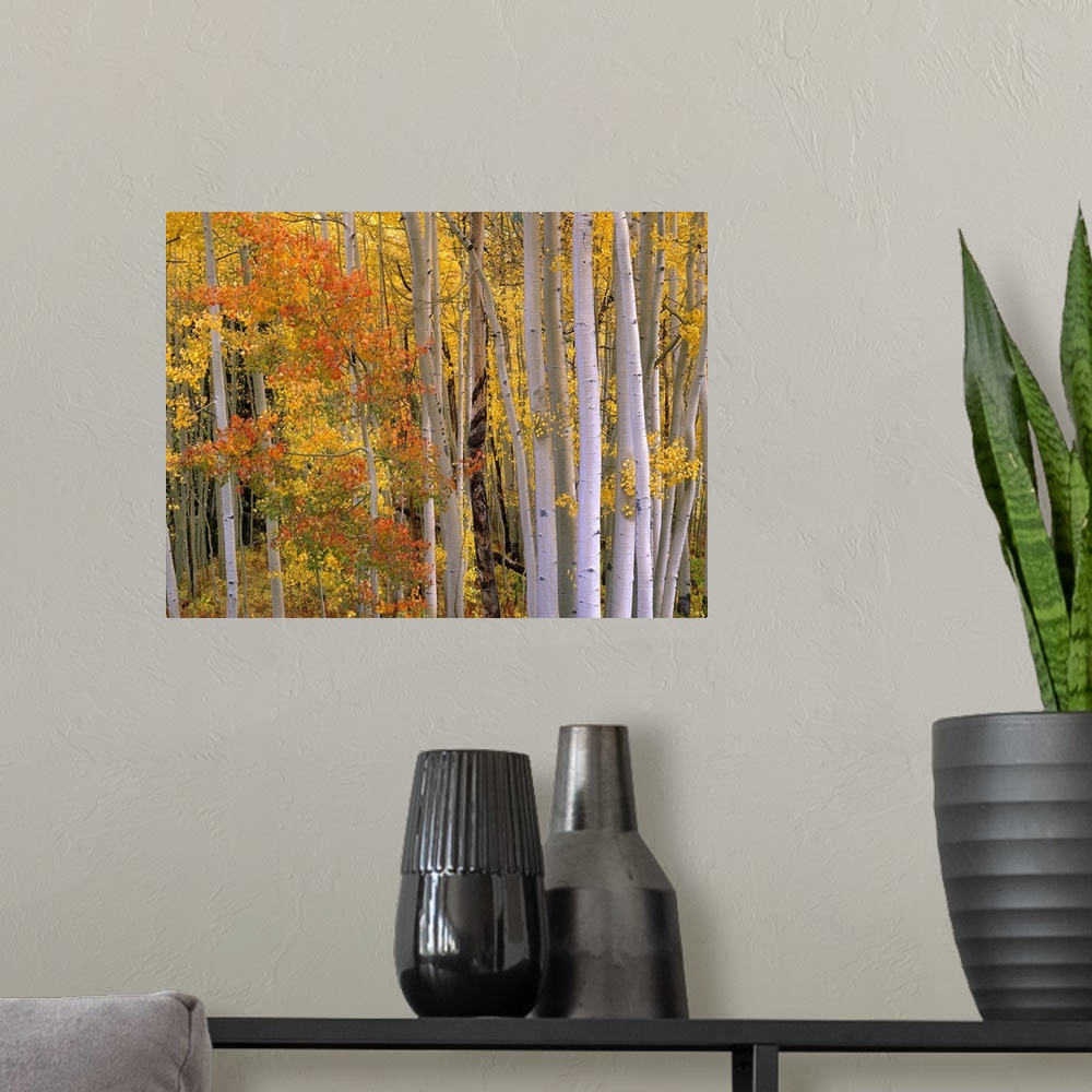 A modern room featuring Large photo of the colorful fall leaves in the forest at Independence Pass, Colorado.