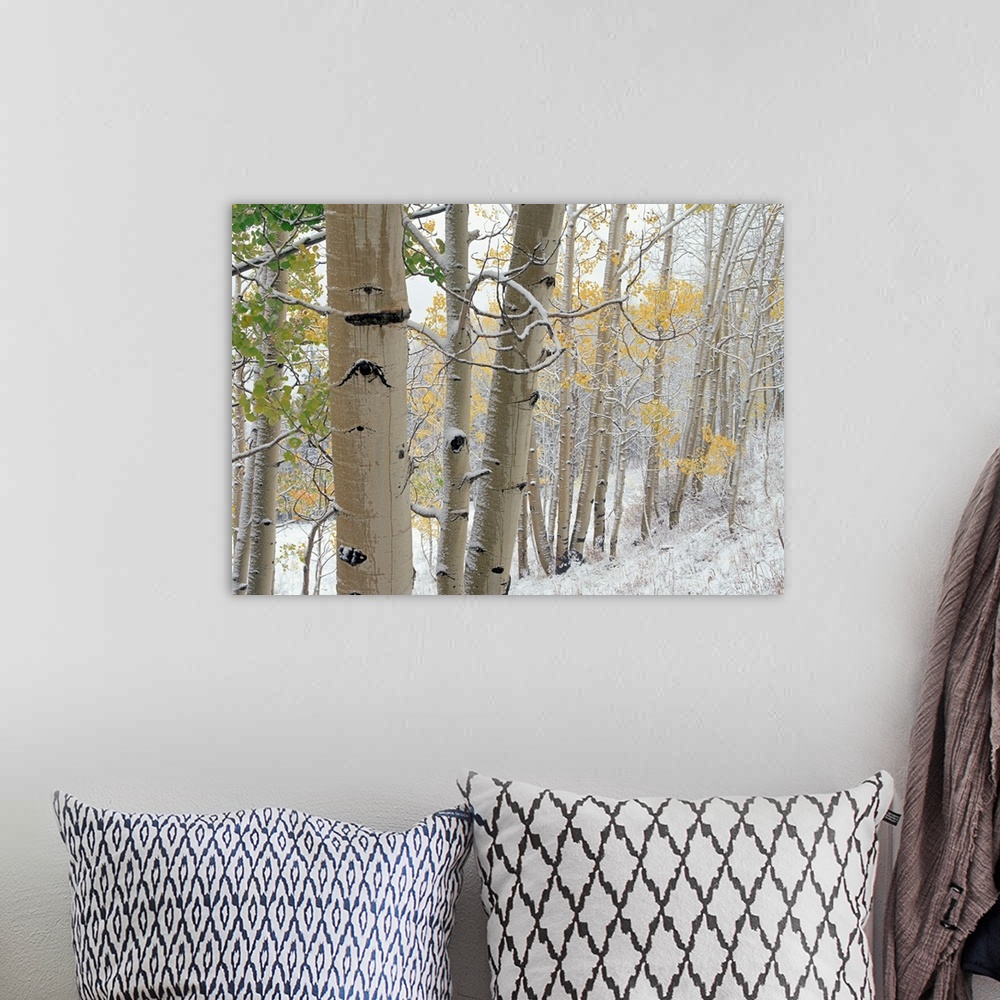A bohemian room featuring Aspens (Populus tremuloides) with snow, Gunnison National Forest, Colorado