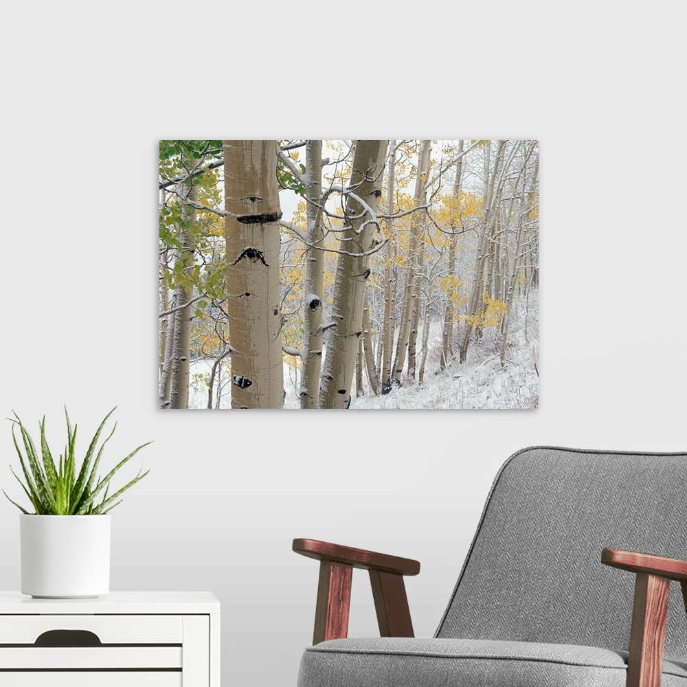 A modern room featuring Aspens (Populus tremuloides) with snow, Gunnison National Forest, Colorado