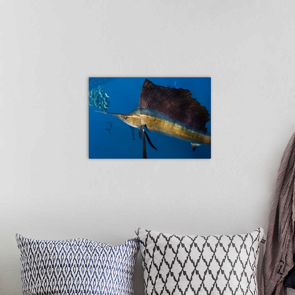 A bohemian room featuring Atlantic Sailfish (Istiophorus albicans) hunting SardinesIsla MujeresMEXICORANGE: Atlantic Oceans