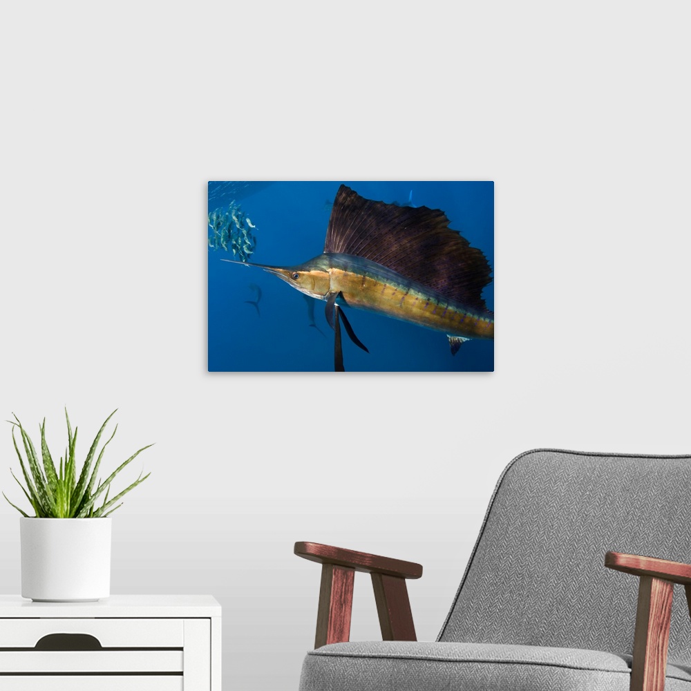 A modern room featuring Atlantic Sailfish (Istiophorus albicans) hunting SardinesIsla MujeresMEXICORANGE: Atlantic Oceans