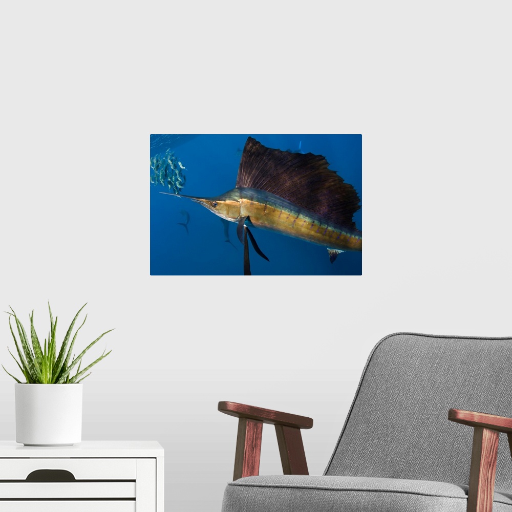 A modern room featuring Atlantic Sailfish (Istiophorus albicans) hunting SardinesIsla MujeresMEXICORANGE: Atlantic Oceans