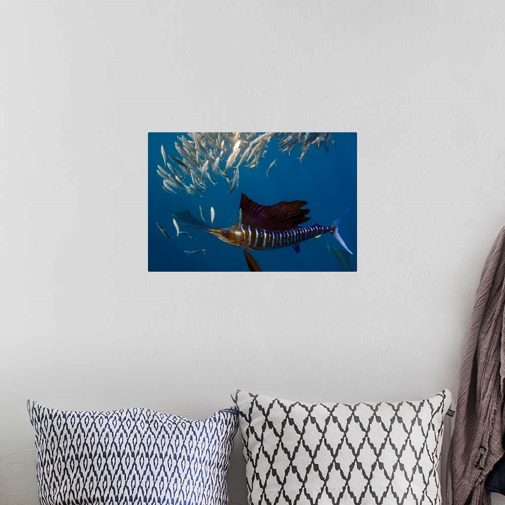 A bohemian room featuring An underwater photograph taken of an Atlantic Sailfish hunting a school of much smaller fish.