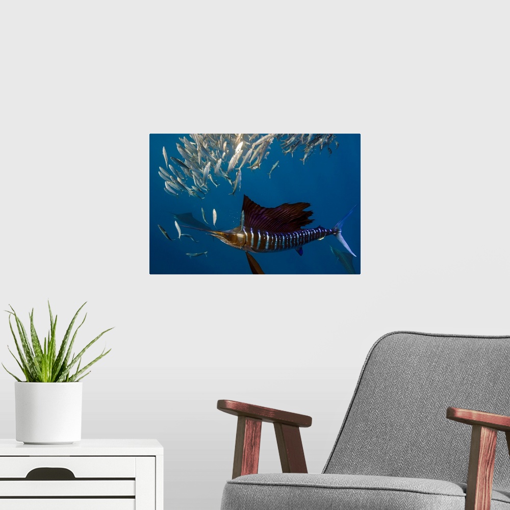 A modern room featuring An underwater photograph taken of an Atlantic Sailfish hunting a school of much smaller fish.