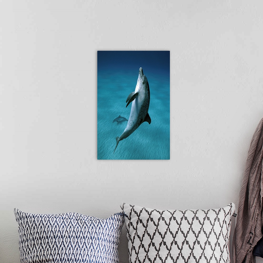 A bohemian room featuring Atlantic Spotted Dolphin (Stenella frontalis) pair swimming underwater, Little Bahama Bank, Baham...