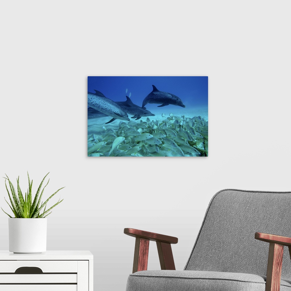 A modern room featuring Atlantic Spotted Dolphin (Stenella frontalis) trio predating on school of snappers, Bahamas, Cari...
