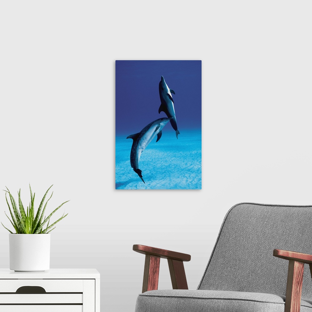 A modern room featuring Atlantic spotted dolphin, Stenella frontalis