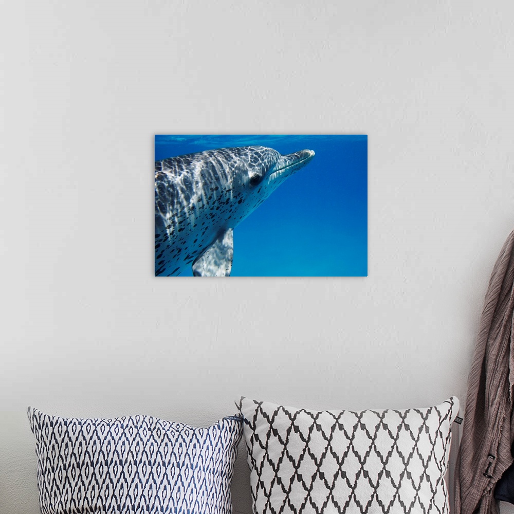 A bohemian room featuring Atlantic Spotted Dolphin profile, Bahamas