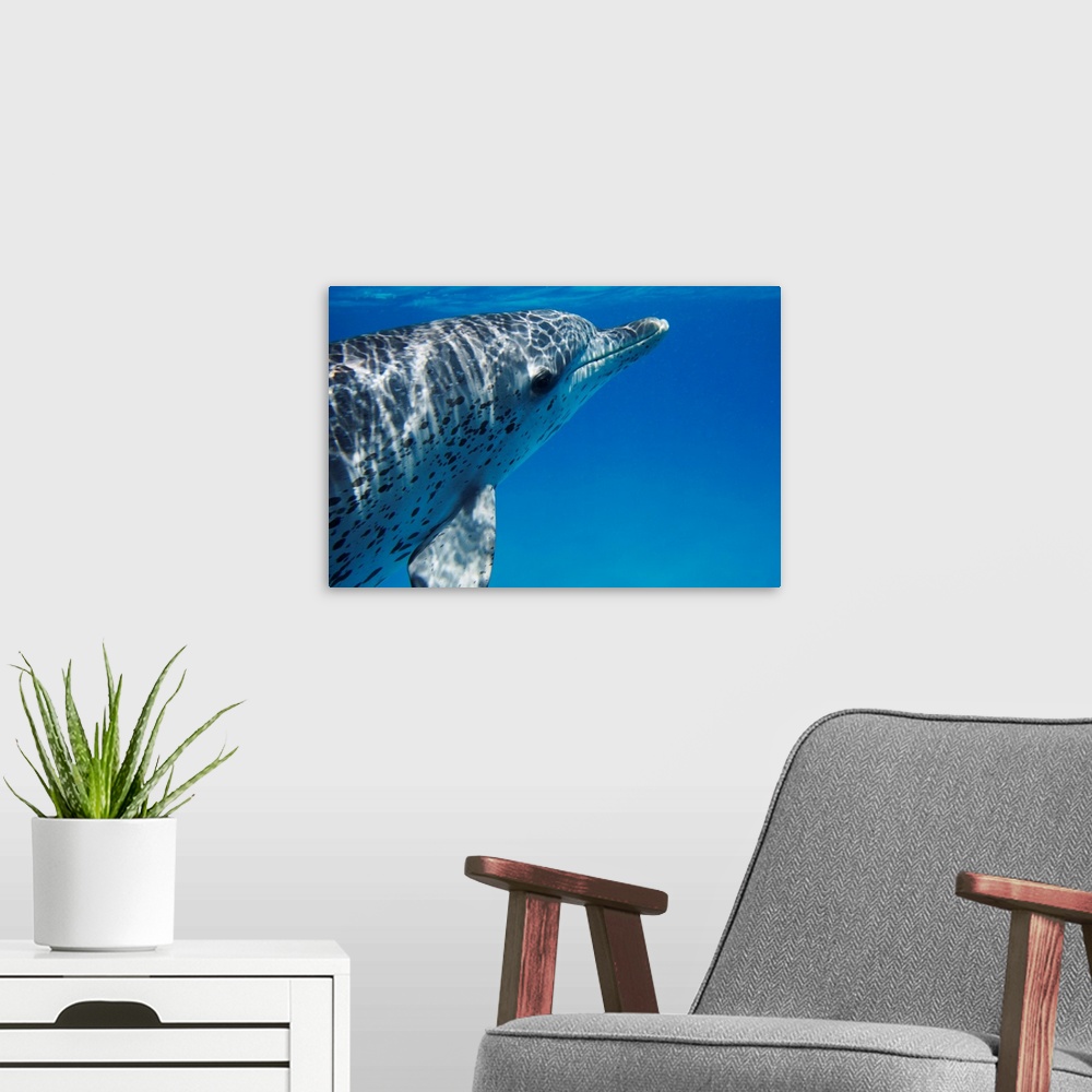 A modern room featuring Atlantic Spotted Dolphin profile, Bahamas