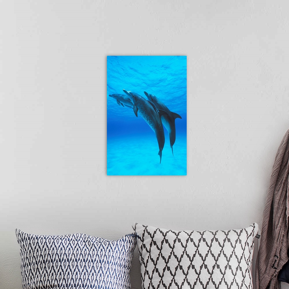 A bohemian room featuring Atlantic spotted dolphin Stenella frontalis