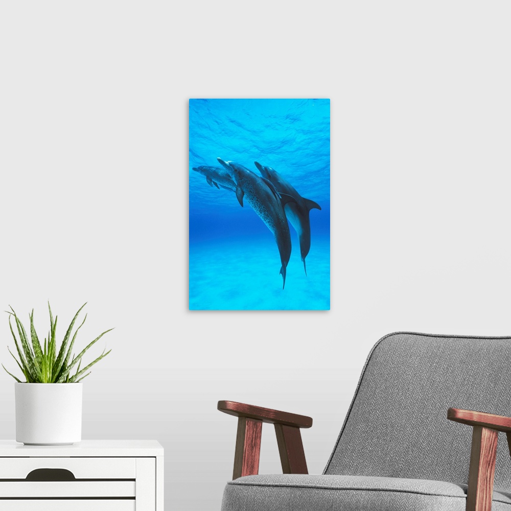 A modern room featuring Atlantic spotted dolphin Stenella frontalis