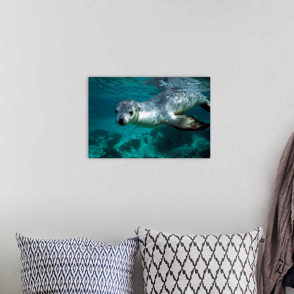A bohemian room featuring Australian Sea Lion (Neophoca cinerea) underwater portrait, South Australia