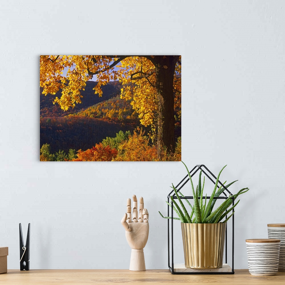 A bohemian room featuring Autumn deciduous forest, Shenandoah National Park, Virginia