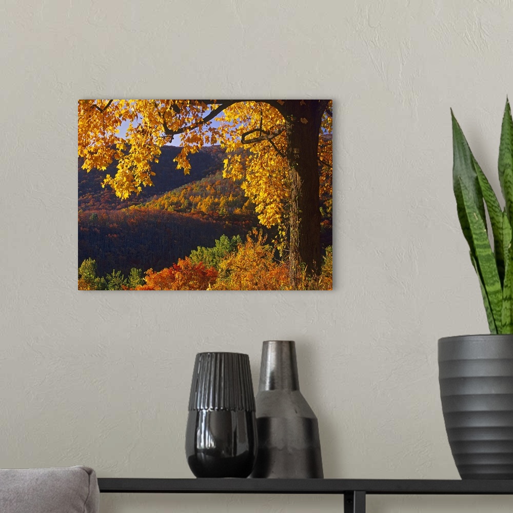 A modern room featuring Autumn deciduous forest, Shenandoah National Park, Virginia