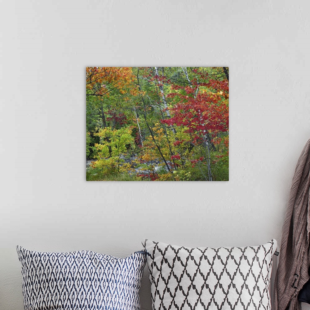 A bohemian room featuring Autumn foliage, Chippewa River, Ontario, Canada