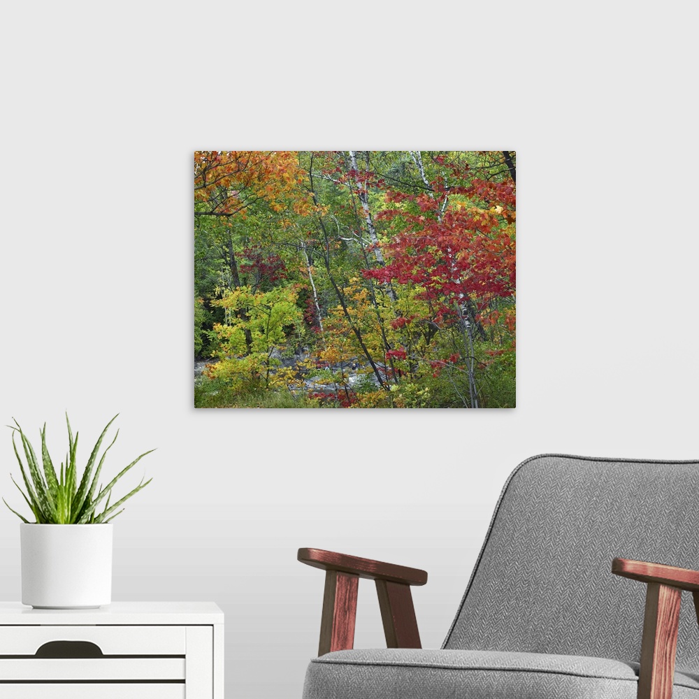 A modern room featuring Autumn foliage, Chippewa River, Ontario, Canada