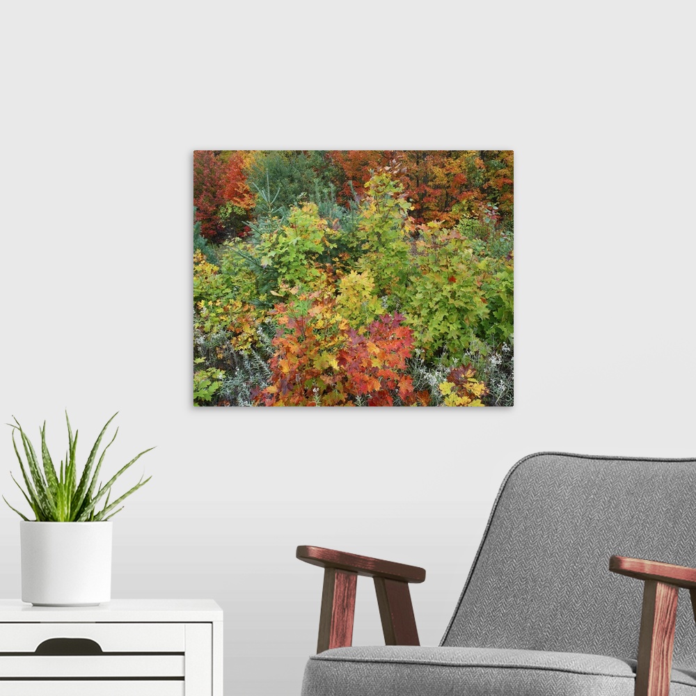 A modern room featuring Tim Fitzharris-8919-Autumn colors Killarney Prov Park Ontario