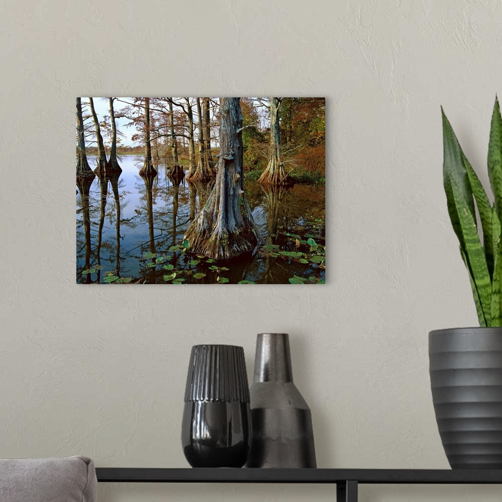 A modern room featuring Bald Cypress at upper Blue Basin, Reelfoot National Wildlife Refuge, Tennessee