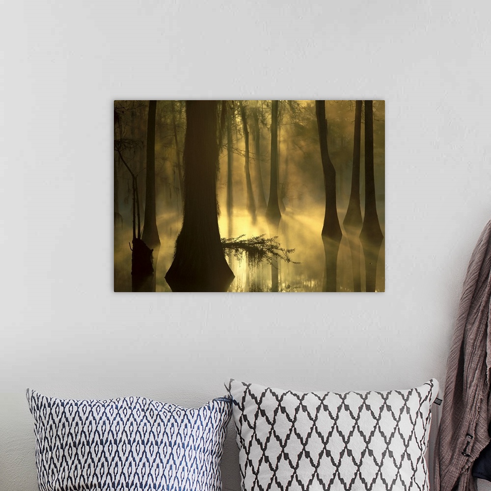 A bohemian room featuring Photograph of marshland with sunlight and fog peering through tall tree barks.