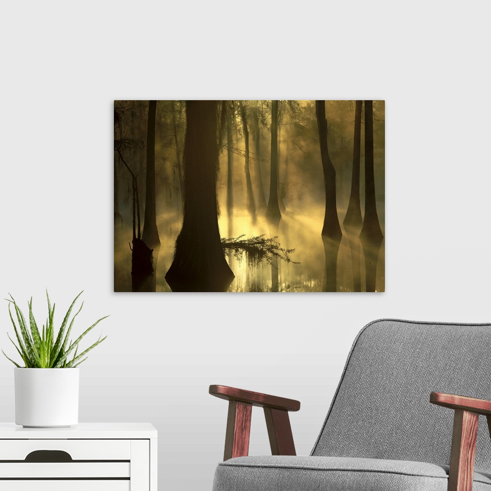 A modern room featuring Photograph of marshland with sunlight and fog peering through tall tree barks.