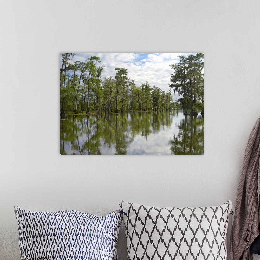 A bohemian room featuring Bald Cypress (Taxodium distichum) swamp, Cypress Island, Lake Martin, Louisiana